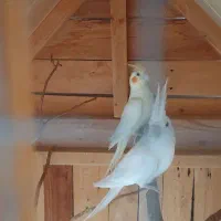 فروش عروس هلندی