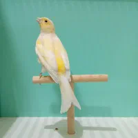 قناری ماده|پرنده|قم, شهرک امام حسن|دیوار