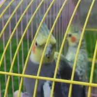 سه عدد عروس هلندی سالم|پرنده|واجارگاه, |دیوار