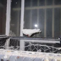 دو جفت کبوتر|پرنده|تهران, جوادیه|دیوار