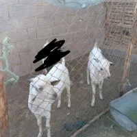 سلام. ۳ راس نری سومال ۱۰ ماهه درجه یک و پلمپ.|حیوانات مزرعه|بندر دیر, |دیوار