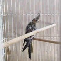 عروس هلندی سینامون ماده( خاکستری)|پرنده|شیراز, قلعه نو|دیوار