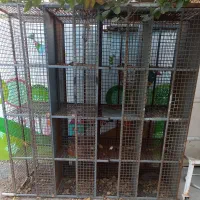 قفس کفتری ...جفتگاه.