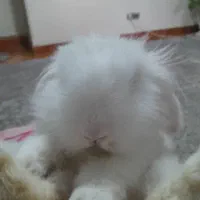 خر گوش|موش و خرگوش|تهران, بیسیم|دیوار