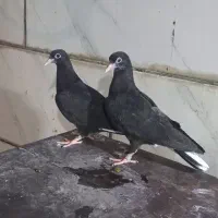 جفت جوجه لوت