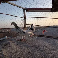 کفتر عالی|پرنده|نیشابور, مازول|دیوار