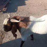 چبش تخمی گلابی نژاد اصیل نهبندان|حیوانات مزرعه|نهبندان, |دیوار