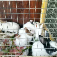 بچه خرگوش و خرگوش بزرگ  مرغ و خروس معاوضه با پرنده