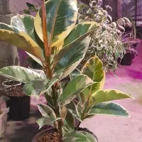 گلخانه سالار|خدمات باغبانی و درختکاری|کوچصفهان, |دیوار