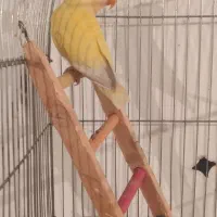 طوطی برزیلی ماده