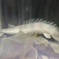 پلی اندیچری