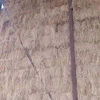 کاه شالی دم سیاه