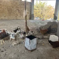 ۲۳عددمرغوخورس گلین فول درجه یک به شرط|حیوانات مزرعه|ابریشم, |دیوار