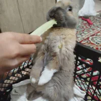 خرگوش باهوش و سالم