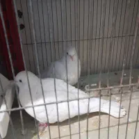 کفتر تزئینی جفت