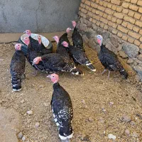 بوقلمون برنزه