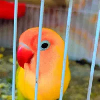 انواع پرنده