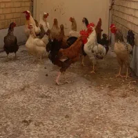 مرغ و خروس