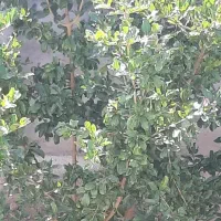 باغ و خانه باغ