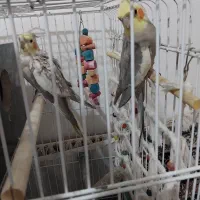 یک جفت عروس هندی با دو تا جوجه