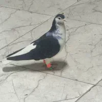 خوشرنگ سیاه ماده مقلف