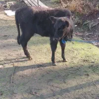 گاو با گوساله|حیوانات مزرعه|سنگر, |دیوار