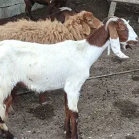 بز همراه با کهره