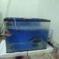 سلام دوستان عزیز