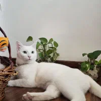 گربه سفید پشمالو واگذاری