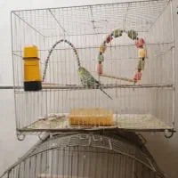مرغ عشق با قفس