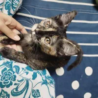 گربه|حیوانات|لواسان, |دیوار