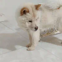 سگ چاوچاو|سگ|فردیس, قریشی|دیوار