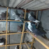 گمشده|حیوانات|سمنان, |دیوار