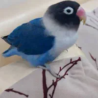 گمشده طوطی برزیلی