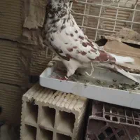 کبوتر|پرنده|بومهن, |دیوار