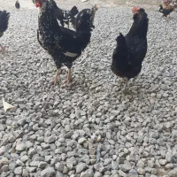 مرغ وخروس وجوجه گلین