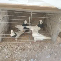 کفتر طوقی|پرنده|یزد, |دیوار