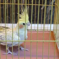 فروش و معاوزه با دستی