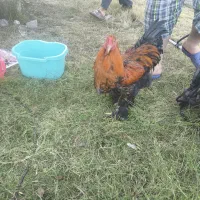 خروس برهما اصلی