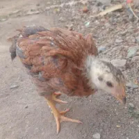 جوجه لاری و امروک