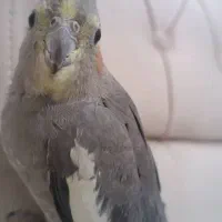 عروس هلندی گمشده