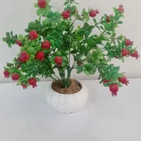 درختچه انار