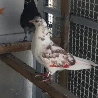 کبوتر جوجه گمشده