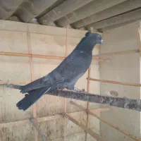 کبوتر کفتر|پرنده|قم, نخودی|دیوار