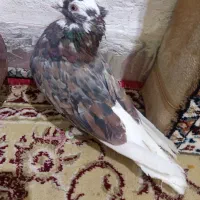 کفتر
