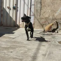 سگ پیت بول|سگ|سامن, |دیوار