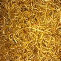 میلورم زنده وخشک