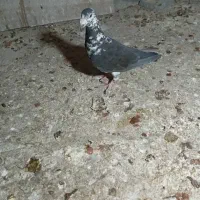 یا ماده سینه سفید فروشی هست قیمت  ۲۲۰۰ هست|پرنده|برازجان, |دیوار