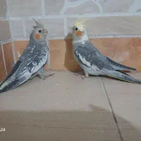 جوجه عروس هلندی نروماده