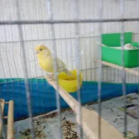 یک جفت قناری